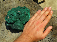 Natural Botryoidal Malachite Floater Nodule Specimen x 1 From Kolwezi, Congo - TopRock