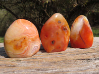 Polished Stunning Bright Contrasting Carnelian Agate Standing Free Forms  x 6 From Madagascar - TopRock