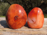 Polished Stunning Bright Contrasting Carnelian Agate Standing Free Forms  x 6 From Madagascar - TopRock