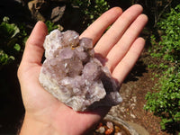 Natural Spirit Amethyst Cactus Quartz Clusters  x 6 From Boekenhouthoek, South Africa - Toprock Gemstones and Minerals 