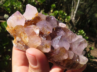 Natural Spirit Amethyst Cactus Quartz Clusters  x 6 From Boekenhouthoek, South Africa - Toprock Gemstones and Minerals 