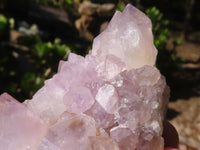 Natural Spirit Amethyst Cactus Quartz Clusters  x 6 From Boekenhouthoek, South Africa - Toprock Gemstones and Minerals 