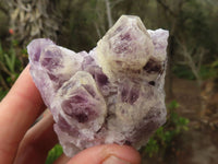 Natural Sugar Amethyst Clusters  x 12 From Solwezi, Zambia - Toprock Gemstones and Minerals 