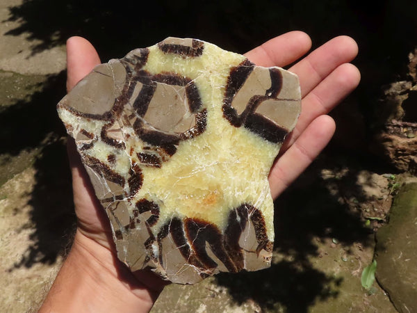 Polished Septaria (Calcite & Aragonite) Slices  x 4 From Madagascar - TopRock