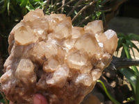 Natural Large White Phantom Smokey Quartz Cluster x 1 From Luena, Congo - TopRock