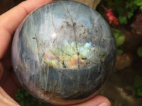 Polished Purple Flash Labradorite Spheres  x 2 From Tulear, Madagascar - TopRock