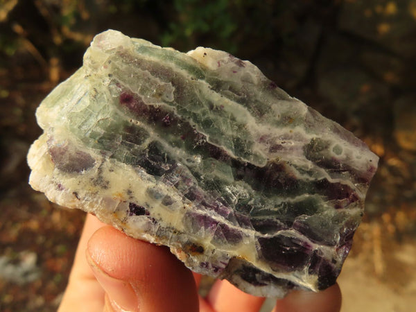 Polished Watermelon Fluorite Slices  x 12 From Namibia