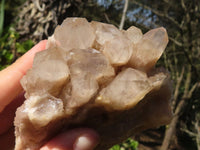 Natural White Phantom Smokey Quartz Clusters  x 2 From Luena, Congo - Toprock Gemstones and Minerals 