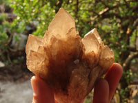 Natural Cascading White Phantom Smokey Quartz Clusters x 3 From Luena, Congo