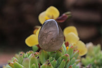 Polished Medium Sized Optic to Semi Optic Smokey Quartz Eggs - sold per 500 g - From Madagascar - TopRock