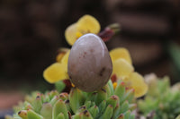 Polished Medium Sized Optic to Semi Optic Smokey Quartz Eggs - sold per 500 g - From Madagascar - TopRock