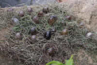 Polished Medium Sized Optic to Semi Optic Smokey Quartz Eggs - sold per 500 g - From Madagascar - TopRock