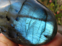 Polished  Flashy Labradorite Palm Stones  x 12 From Tulear, Madagascar