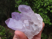 Natural Single Jacaranda Amethyst Crystals x 12 From Mumbwa, Zambia - Toprock Gemstones and Minerals 