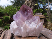 Natural Single Jacaranda Amethyst Crystals x 12 From Mumbwa, Zambia - Toprock Gemstones and Minerals 