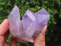 Natural Single Jacaranda Amethyst Crystals x 12 From Mumbwa, Zambia - Toprock Gemstones and Minerals 