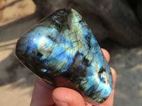 Polished Labradorite Standing Free Forms  x 6 From Tulear, Madagascar