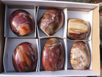 Polished Petrified Podocarpus Wood Standing Free Forms x 6 From Mahajanga, Madagascar