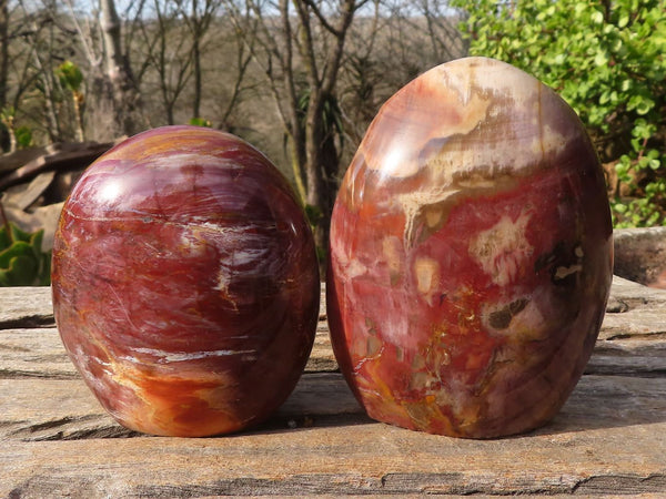 Polished Petrified Podocarpus Wood Standing Free Forms x 6 From Mahajanga, Madagascar