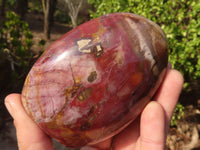 Polished Petrified Podocarpus Wood Standing Free Forms x 6 From Mahajanga, Madagascar