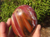 Polished Petrified Podocarpus Wood Standing Free Forms x 6 From Mahajanga, Madagascar