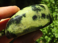 Polished Extra Large Leopard Stone Gallets  x 6 From Zimbabwe - TopRock