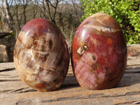 Polished Petrified Podocarpus Wood Standing Free Forms x 6 From Mahajanga, Madagascar