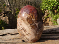 Polished Petrified Podocarpus Wood Standing Free Forms x 6 From Mahajanga, Madagascar