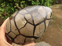 Polished Septerye Sauvage "Dragons Egg" Geode  x 1 From Mahajanga, Madagascar - TopRock