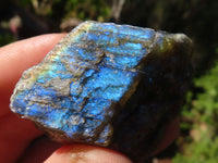 Natural Small Rough Labradorite Cobbed Pieces  x 35 From Tulear, Madagascar - Toprock Gemstones and Minerals 