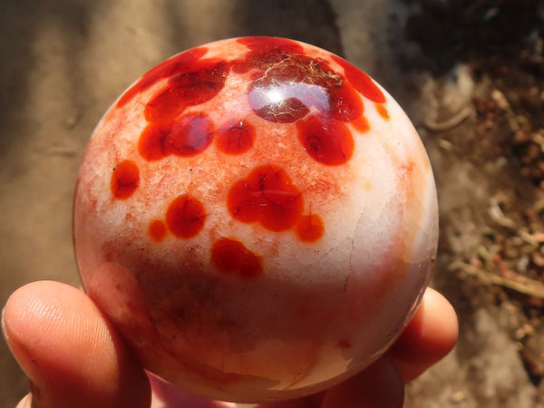 Polished  Gorgeous Carnelian Agate Spheres  x 8 From Madagascar