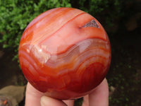 Polished Gorgeous Carnelian Agate Spheres  x 3 From Madagascar - Toprock Gemstones and Minerals 