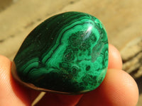 Polished  Small Flower Malachite Free Forms  x 20 From Congo