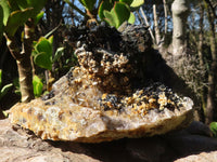 Natural Extra Large Schorl Black Tourmaline Specimen With Vermiculite  x 1 From Erongo, Namibia - Toprock Gemstones and Minerals 