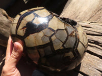 Polished Extra Large Septerye Sauvage "Dragons" Egg  x 1 From Mahajanga, Madagascar - Toprock Gemstones and Minerals 