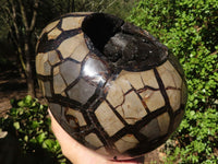 Polished Extra Large Septerye Sauvage "Dragons" Egg  x 1 From Mahajanga, Madagascar - Toprock Gemstones and Minerals 