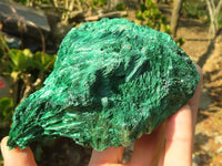 Natural Chatoyant Silky Malachite Specimens  x 2 From Kasompe, Congo