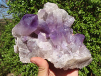 Natural Jacaranda Amethyst Cluster  x 1 From Zambia - Toprock Gemstones and Minerals 