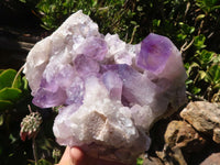 Natural Jacaranda Amethyst Cluster  x 1 From Zambia - Toprock Gemstones and Minerals 