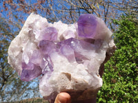 Natural Jacaranda Amethyst Cluster  x 1 From Zambia - Toprock Gemstones and Minerals 