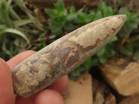 Natural Selected Belemnite Fossil "Bullets" x 42 From Maintirano, Madagascar - TopRock