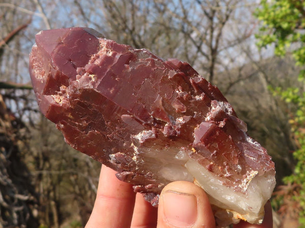 Natural Red Hematoid Quartz Specimens x 6 From Karoi, Zimbabwe