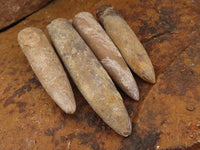 Natural Selected Belemnite Fossil "Bullets" x 42 From Maintirano, Madagascar - TopRock