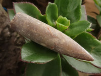 Natural Selected Belemnite Fossil "Bullets" x 42 From Maintirano, Madagascar - TopRock