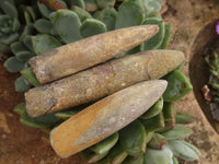 Natural Selected Belemnite Fossil "Bullets" x 42 From Maintirano, Madagascar - TopRock