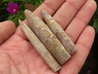 Natural Selected Belemnite Fossil "Bullets" x 42 From Maintirano, Madagascar - TopRock