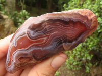 Polished Red River Agate Nodules  x 12 From Sashe River, Zimbabwe - TopRock