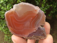 Polished Red River Agate Nodules  x 12 From Sashe River, Zimbabwe - TopRock