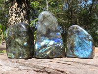 Polished Labradorite Standing Free Forms With Blue Flash  x 3 From Tulear, Madagascar - TopRock