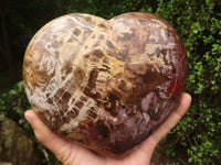 Polished Extra Large Petrified Wood Heart  x 1 From Madagascar - TopRock